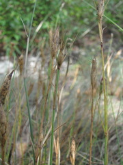 Dianthus acantholimonoides