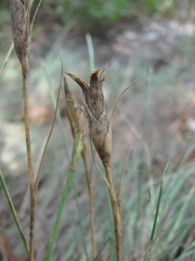 Dianthus acantholimonoides