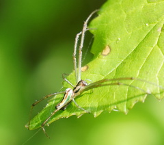 Leucauge levanderi