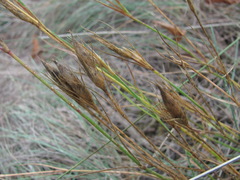 Dianthus acantholimonoides