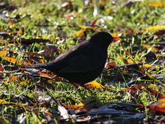 Turdus merula