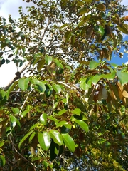 Chrysophyllum mexicanum