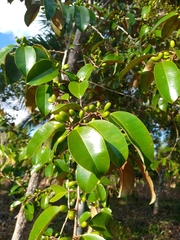 Chrysophyllum mexicanum