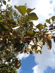 Chrysophyllum mexicanum