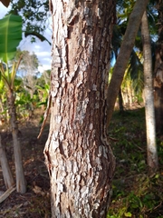 Chrysophyllum mexicanum