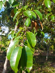 Chrysophyllum mexicanum