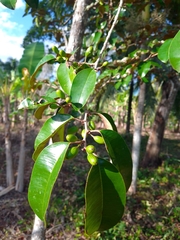 Chrysophyllum mexicanum