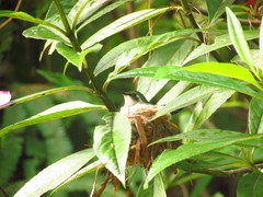 Chlorostilbon melanorhynchus