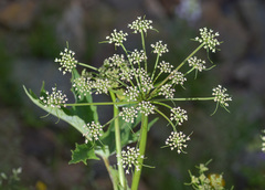Heracleum freynianum