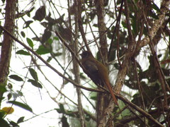 Trogon collaris