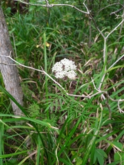 Ostericum maximowiczii