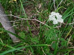 Ostericum maximowiczii