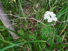 Ostericum maximowiczii