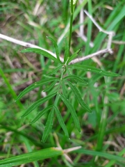 Ostericum maximowiczii