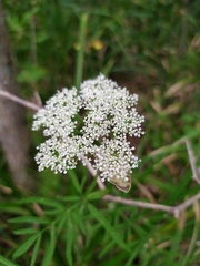 Ostericum maximowiczii