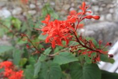 Clerodendrum buchananii