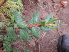 Polygonum afromontanum