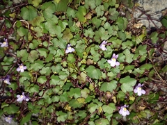 Cymbalaria muralis