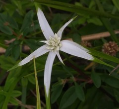 Rhynchospora colorata image