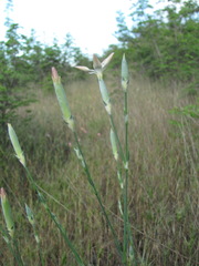 Dianthus lanceolatus