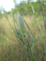 Dianthus lanceolatus