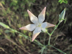 Dianthus lanceolatus