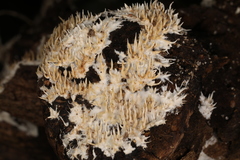 Hydnocristella himantia