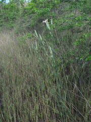 Dianthus lanceolatus