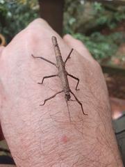 Pygirhynchus toledopizai