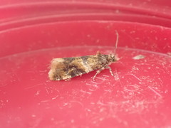 Lobesia reliquana
