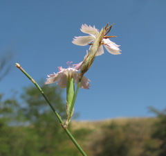 Dianthus pallens
