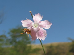 Dianthus pallens