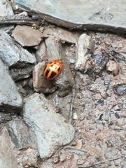 Plagiodera semivittata