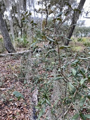 Belonocnema fossoria