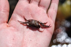Potamonautes brincki