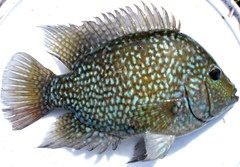 Herichthys carpintis