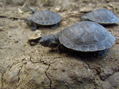 Podocnemis lewyana