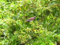 Patagioenas cayennensis