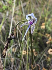 Disa multifida