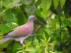 Patagioenas cayennensis