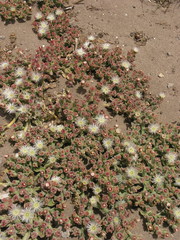 Mesembryanthemum crystallinum image