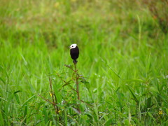 Arundinicola leucocephala