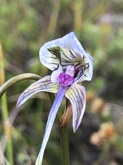 Disa multifida