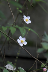 Eriocapitella vitifolia