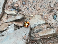 Plagiodera semivittata