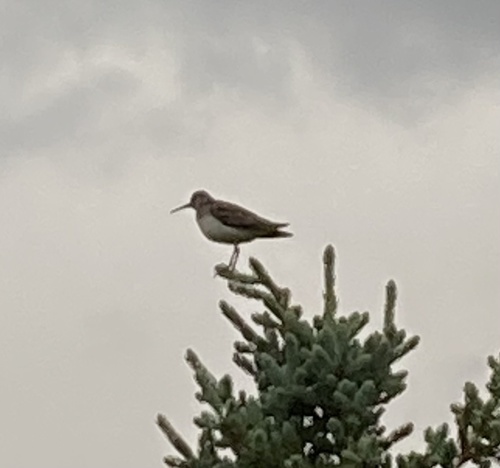 Andarríos solitario (Tringa solitaria)