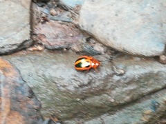 Plagiodera semivittata