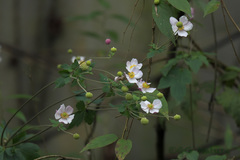 Eriocapitella vitifolia