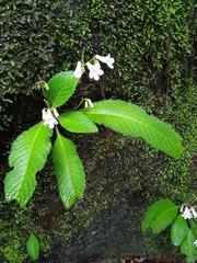 Streptocarpus parviflorus