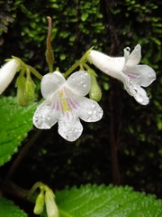 Streptocarpus parviflorus